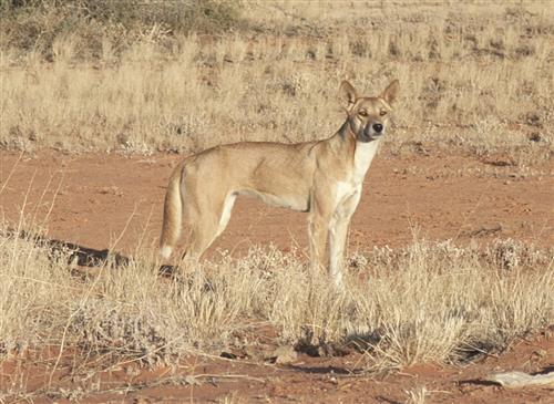 Canis lupus familiaris Ben Allen