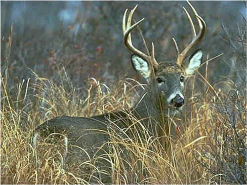 Odocoileus virginianus Pavao Dragičević