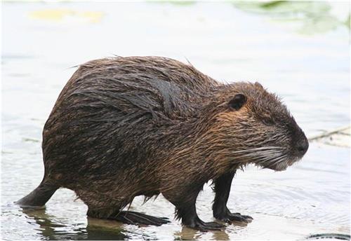 Myocastor coypus Pavao Dragičević