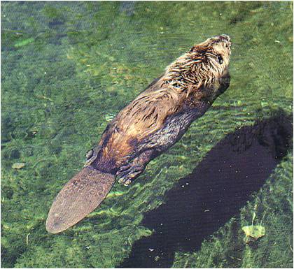 Castor canadensis Pavao Dragičević