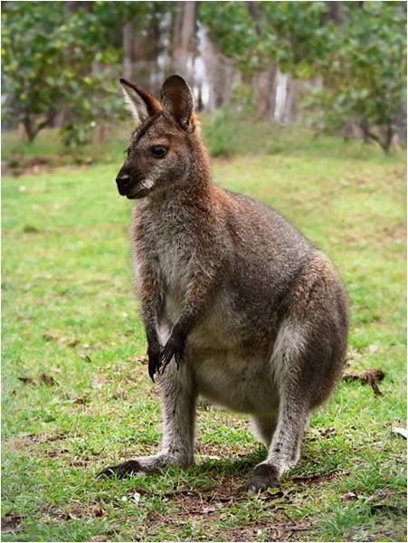 Macropus rufogriseus unknown. Contact SCBD if you have taken this photo.