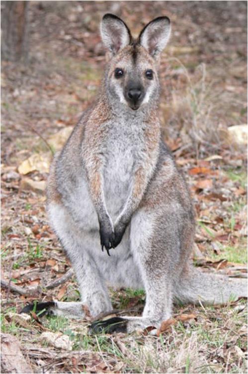 Macropus rufogriseus Pavao Dragičević