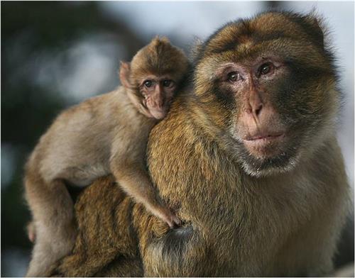 Macaca sylvanus Pavao Dragičević