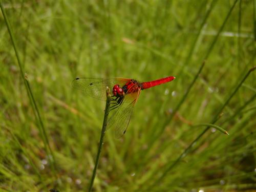 Higashiyama Botanical Garden Hacchou Dragonfly City of Nagoya