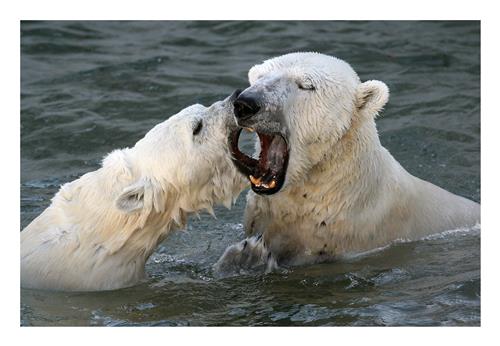 Higashiyama Zoo polar bear City of Nagoya