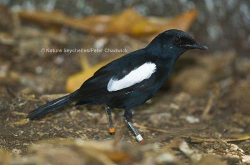 Seychelles Magpie Robin (Copsychus sechellarum) Nature Seychelles/Peter Chadwick