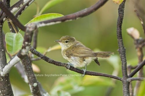 Seychelles Warbler (Acrocephalus sechellensis) Nature Seychelles/Peter Chadwick