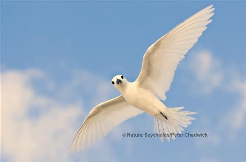 White Tern (Gygis alba) Nature Seychelles/Peter Chadwick