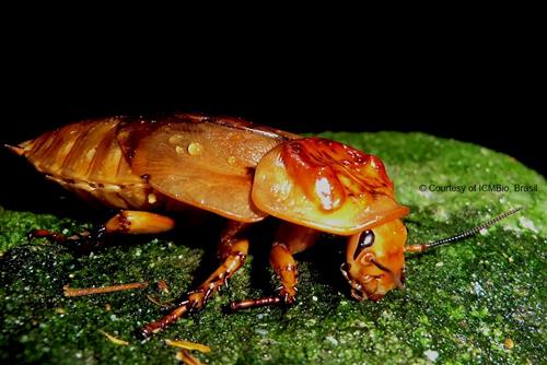 Hormetica scrobiculata ICMBio, Brazil