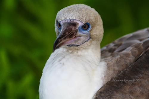 Juvenile Brown Booby ©Deanna Spooner/PICCC