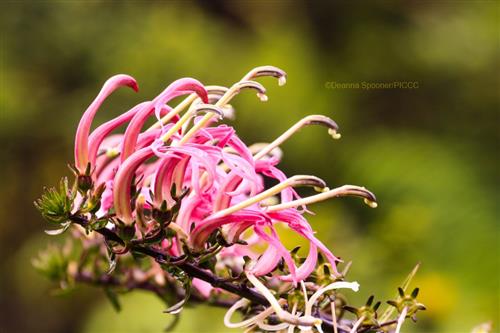 Lobelia (Trematolobila macostachys) ©Deanna Spooner/PICCC