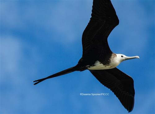 Juvenile Frigatebird ©Deanna Spooner/PICCC