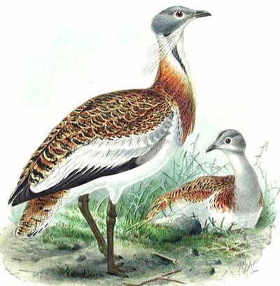 The Great Bustard