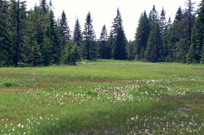 The Krusne Hory Mountains Mires