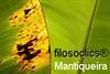 Projeto Filosoclics®Mantiqueira