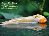 Banana Slug Dining by Anthony Avellano